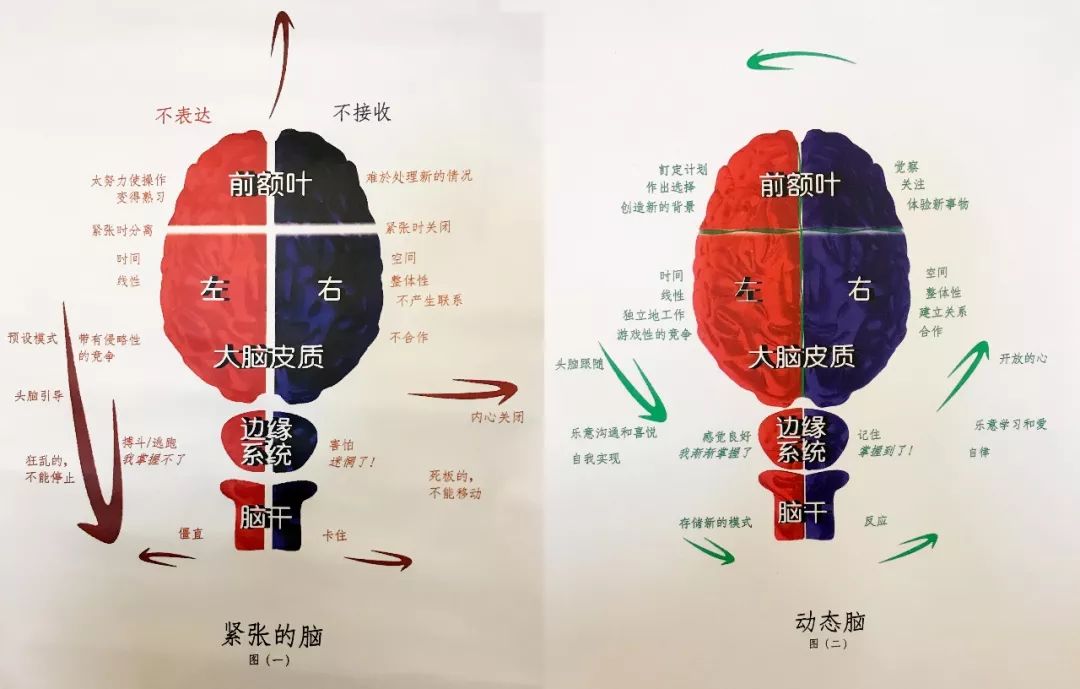 赫曼全脑模型图片