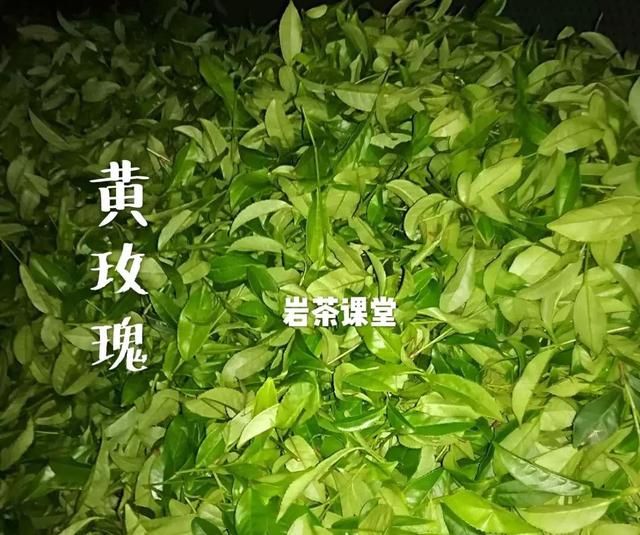 千呼萬喚始出來武夷巖茶採摘大幕拉開