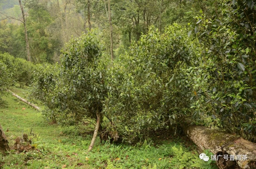 瑞廣號2018茶山行第八站丨落水洞滴水穿石穿落水有洞