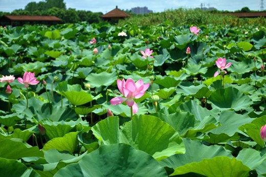 品讀漢樂府《江南》|划船採蓮戲魚,每個家庭都應有的甜蜜記憶