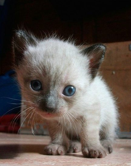 网友发现自家白猫越养越黑,担心的要命,检查结果却哭笑不得