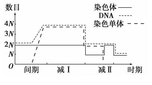 染色单体变化曲线图片