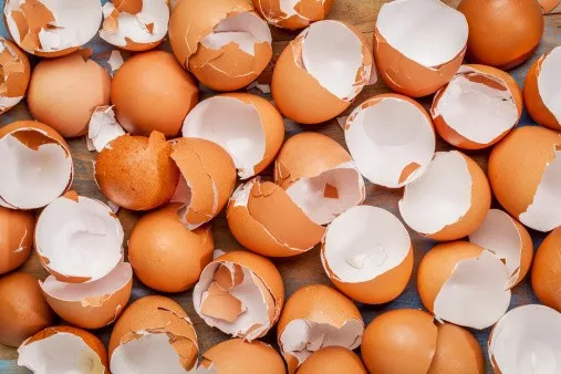 美国2亿鸡蛋遭沙门氏菌污染22人已感染