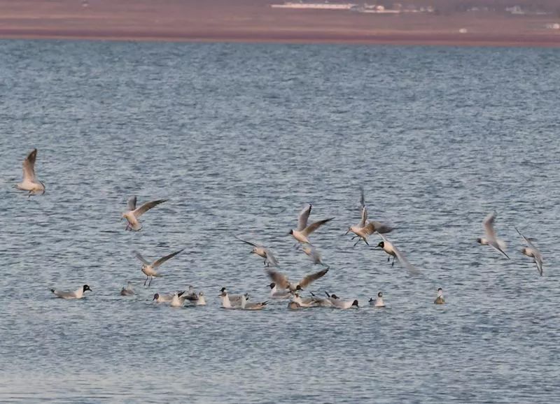 呼倫湖烏梁素海岱海的鳥鳥鳥這段視頻不輸cctv