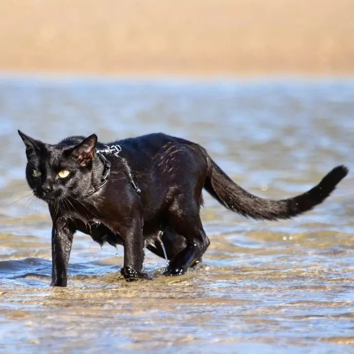 黑猫倒影黑豹图片