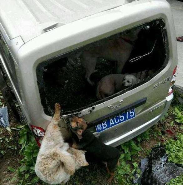 雷州阿鹏偷狗事件图片