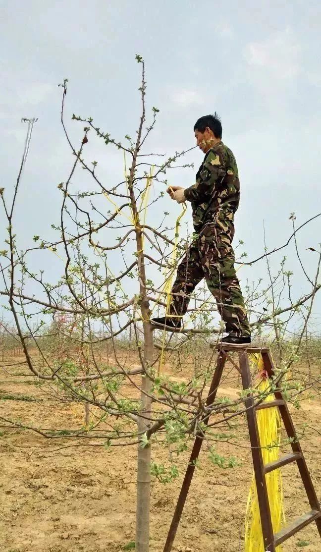 又是一年果樹拉枝時一推二揉三壓四固定拉起來