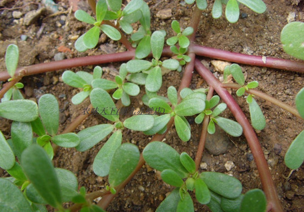 赤峰人春天愛吃的幾種野菜