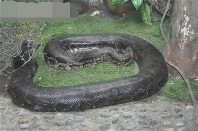 蟒蛇长角图片
