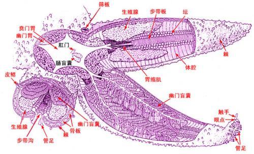 海参结构图图片