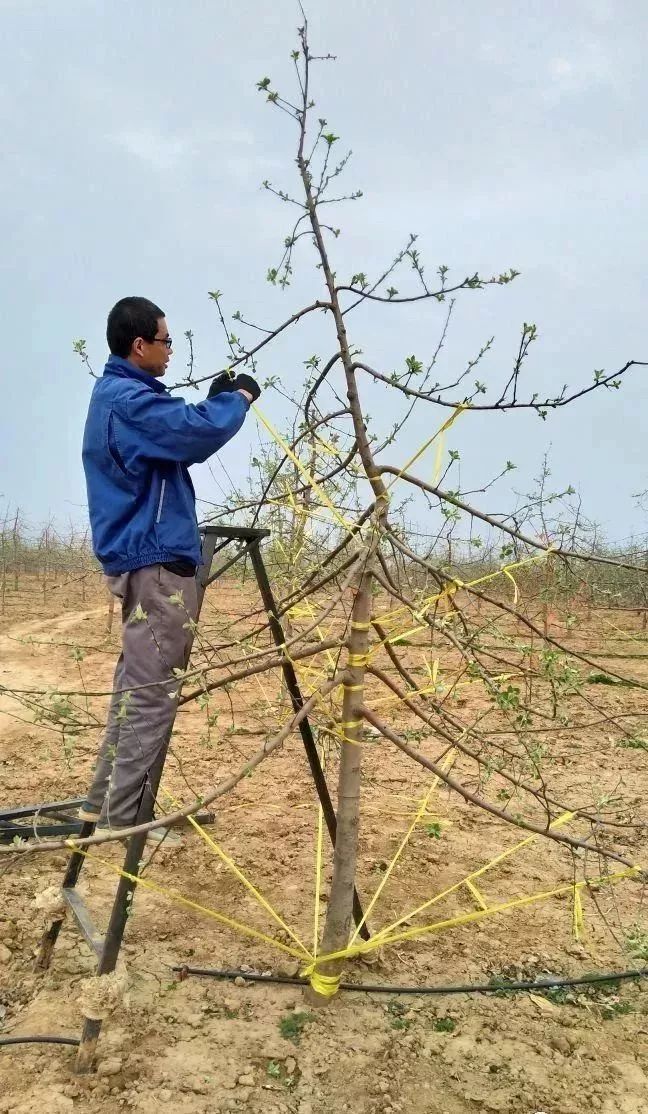 又是一年果樹拉枝時一推二揉三壓四固定拉起來