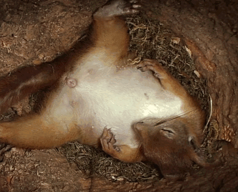 松鼠产子过程,原来小松鼠这样出来的,看到胎动时好感动