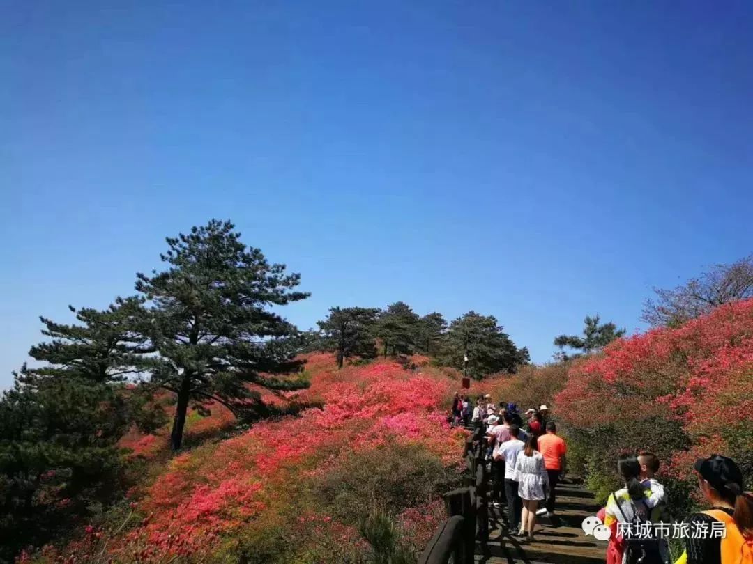 盛景初現,麻城龜峰山杜鵑花海大面積綻放,快看今日超美實拍圖!