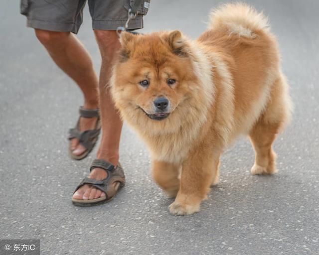 松狮犬的 5大缺点 劝你最好别养