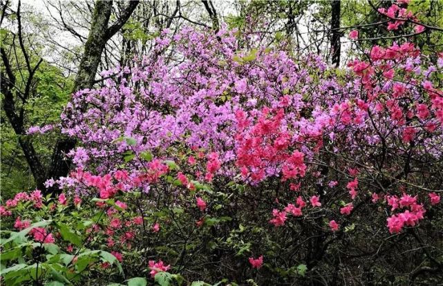 杜鵑花開