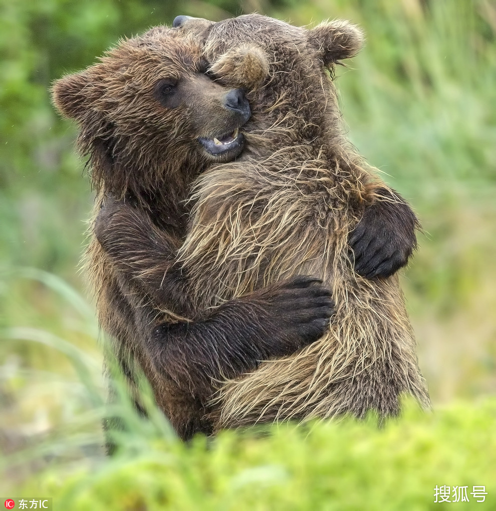 动物温馨抱抱图片图片