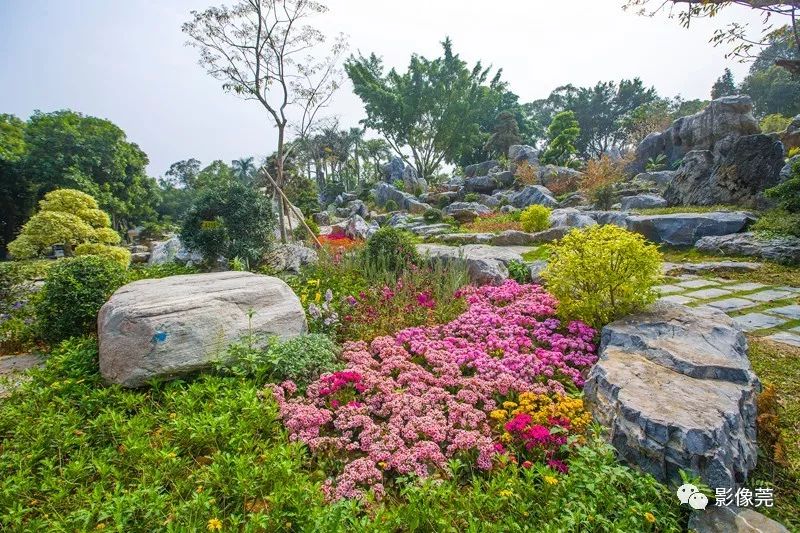 东莞南城植物园图片