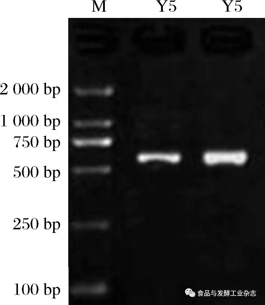 所扩增得到的片段的电泳条带亮度大,无拖尾,通过与d2000 maker的对比