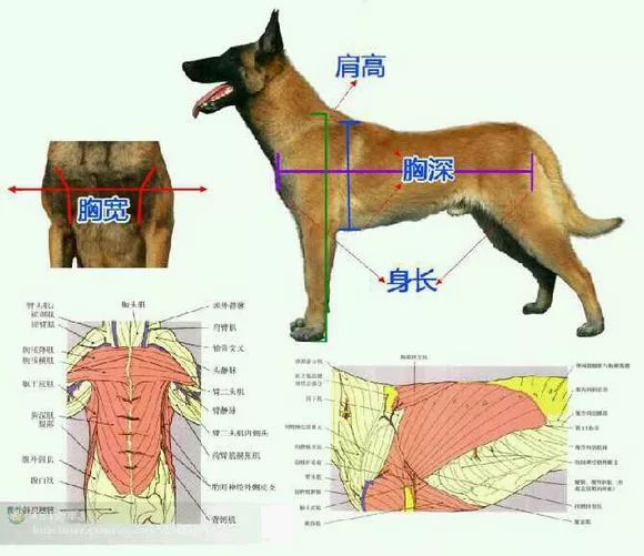 马犬身高图片