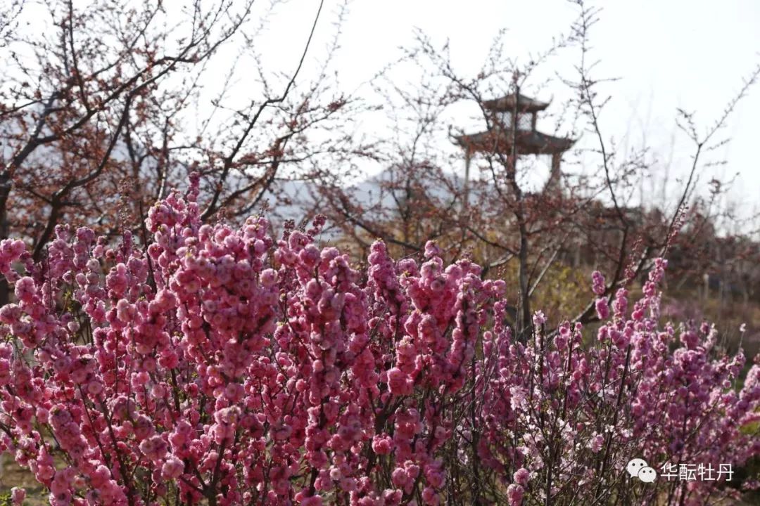 區縣旅遊旅順又添新景緻華醞牡丹園將於4月23日開園