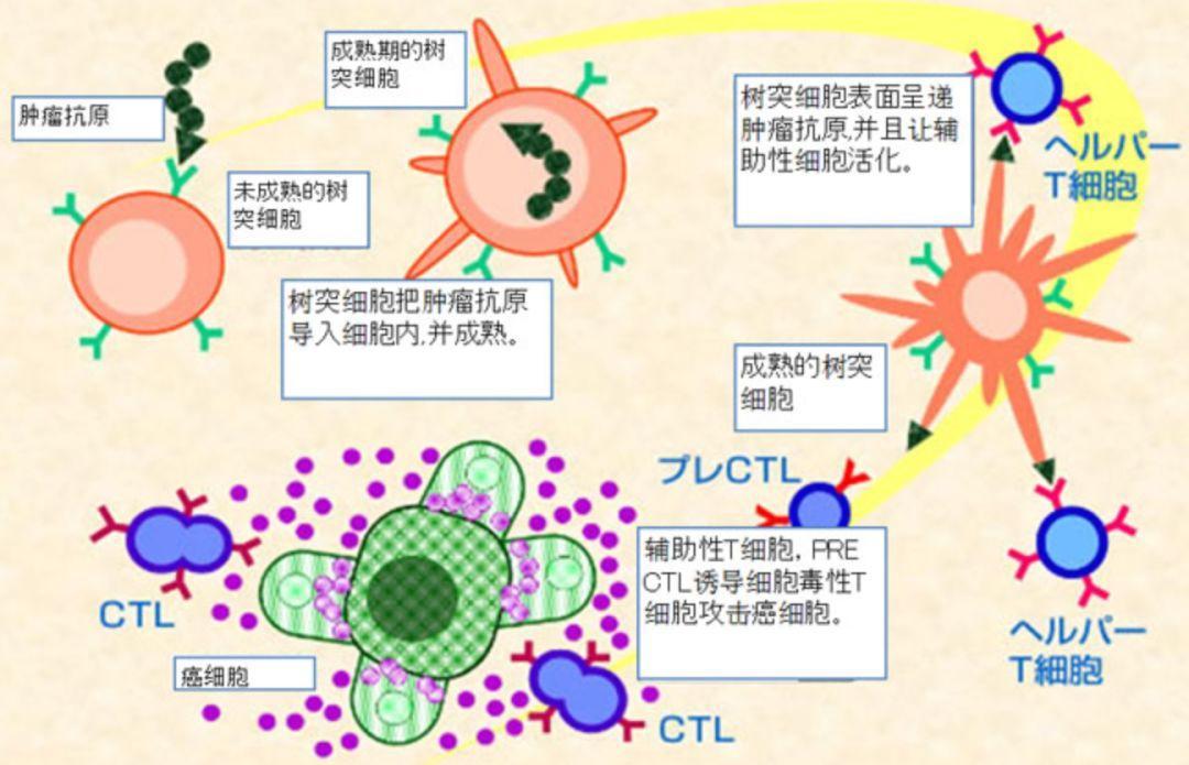 再不瞭解就晚了!小白也能看得懂的免疫療法大科普!