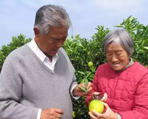 90歲的褚時健退休了從菸草大王到橙王他一生傳奇跌宕卻無比勵志