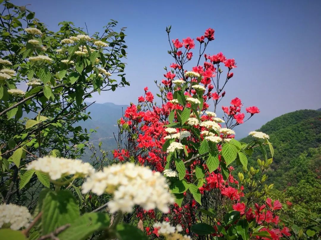 美爆了蕭山戴村雲石千畝野生杜鵑開滿山目測這個週末要火