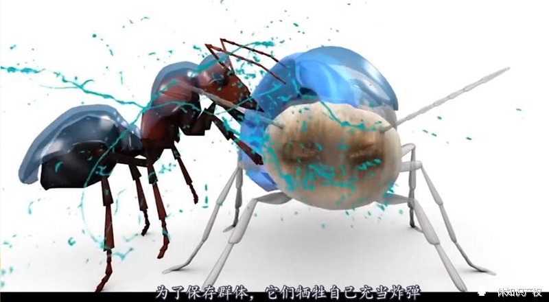 请远离这种蚂蚁因为它会爆炸
