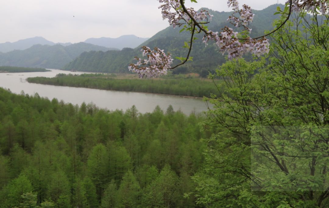 遠眺落羽杉溼地公園航拍遠觀安徽