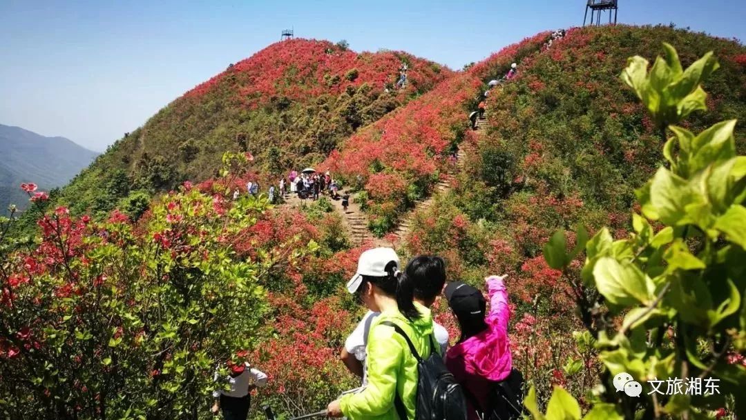 赴一場春光的約會——【山水廣寒 盛世花海】2018年廣寒寨首屆杜鵑花