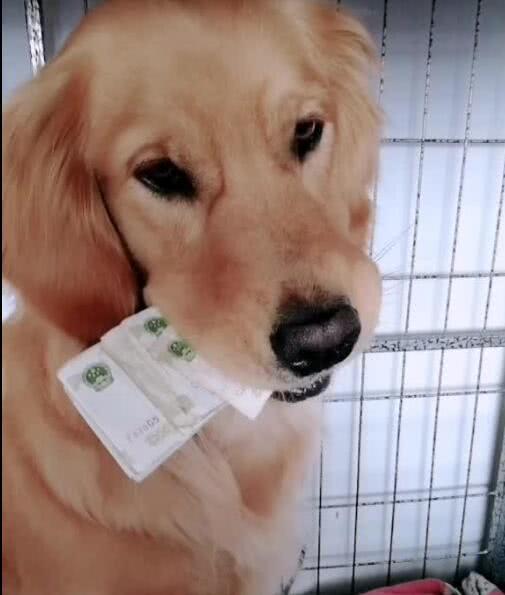 给一只狗一块钱表情包图片
