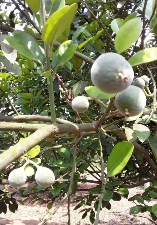 化州平定的化橘紅三月開花四月掛果啦今年要豐收咯