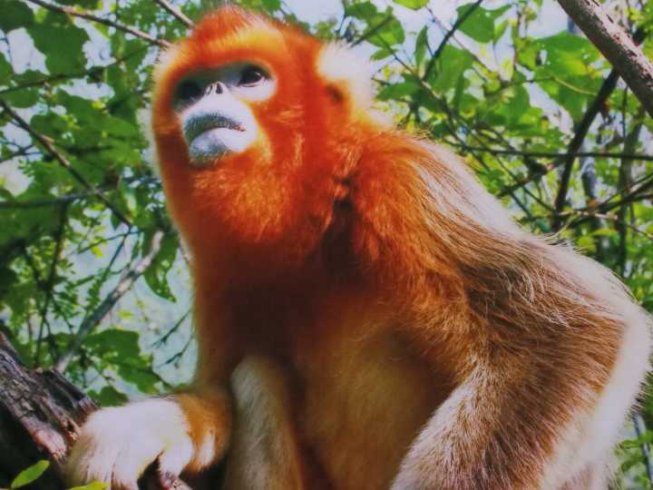 野生動物類型自然保護區,是有代表性的自然生態系統,珍稀瀕危野生動