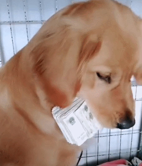 给一只狗一块钱表情包图片