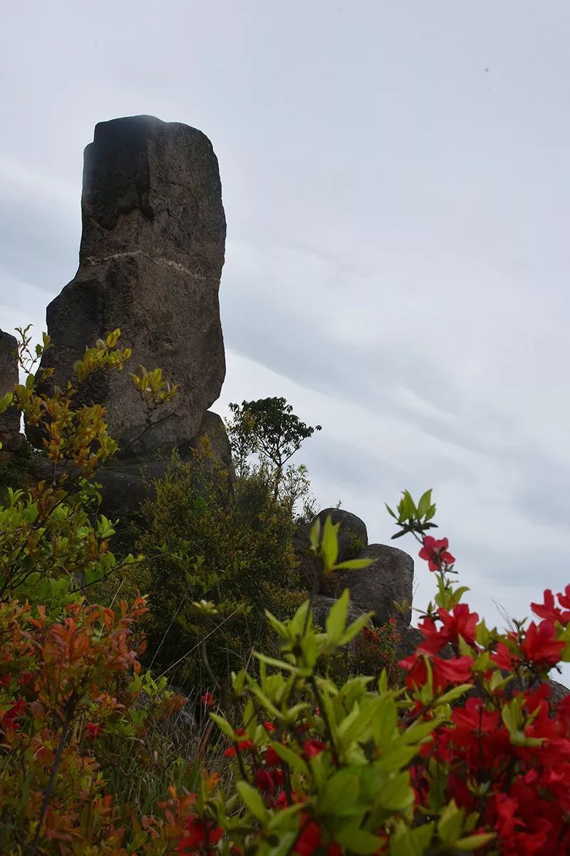 週末去哪裡平陽這個地方石出峻嶺奇峰秀杜鵑花開映山紅