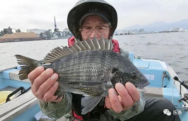 黑鲷又名黑加吉,乌颊鱼,海鲋,是矶钓的热门鱼类之一01 ,黑鲷