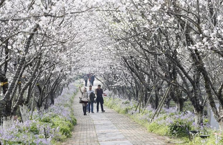 4月落櫻繽紛時,一起相約鳳凰溝