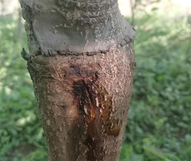 核桃树栽培技术核桃树腐烂病的发生原因