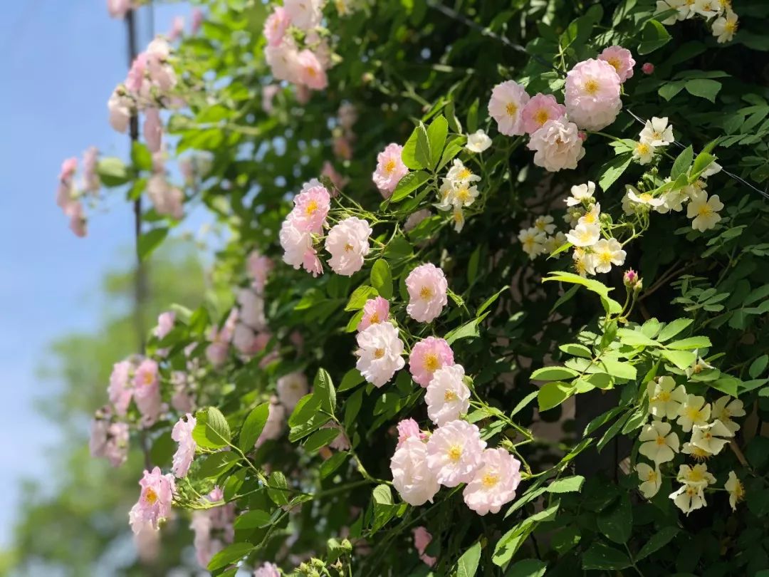 南京的薔薇花木香花進入最佳賞花期週末快去走一波吧