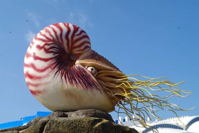 直壳鹦鹉螺有多大图片
