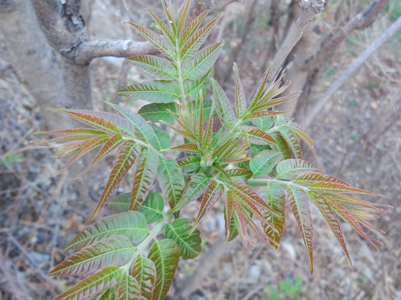 春天農村經濟來源沂蒙山野生頭茬香椿時令野菜錯過等一年