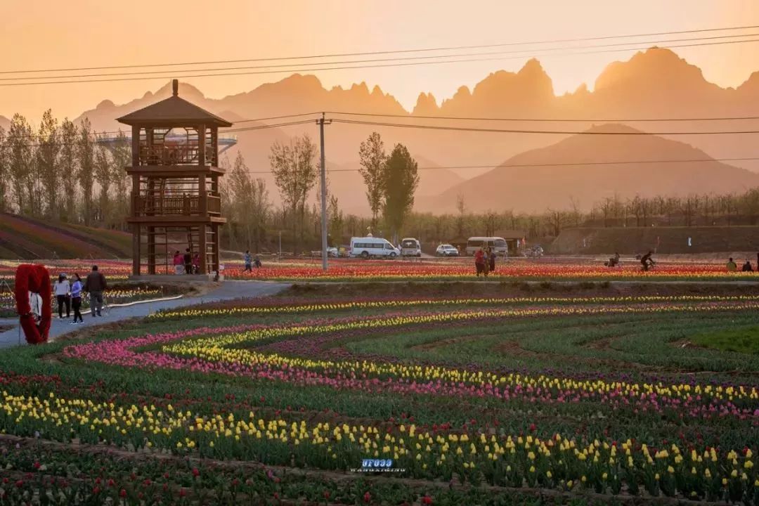 齐河万亩花海图片