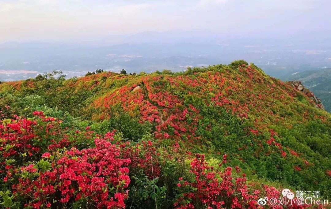 八卦腦是王她就是妃石城第二佳賞杜鵑花點仙桃巖