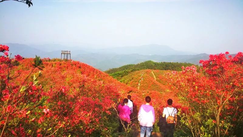 赴一場春光的約會——【山水廣寒 盛世花海】2018年廣寒寨首屆杜鵑花