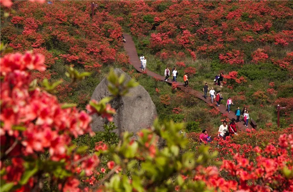 大围山杜鹃花海即将开放!还有机会获得免费门票