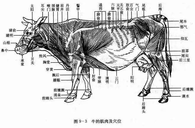 牛犊打针部位图图片