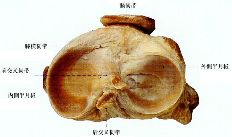 跑步受傷從半月板說起