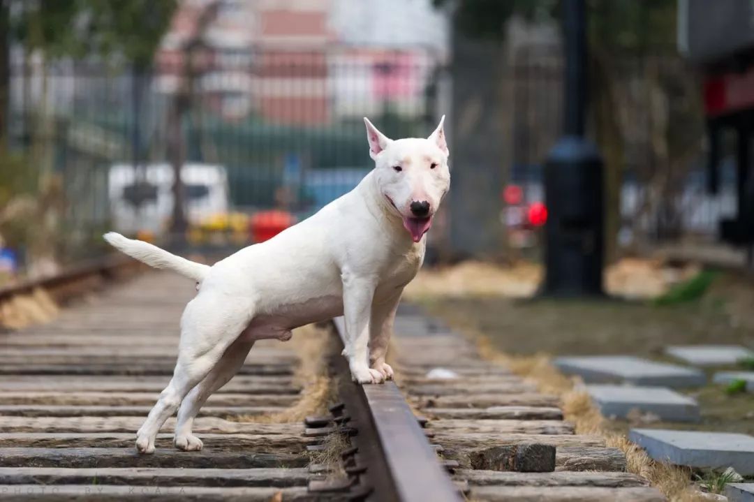 現代社會的斯塔福和牛頭梗適合用來培育成鬥犬嗎?