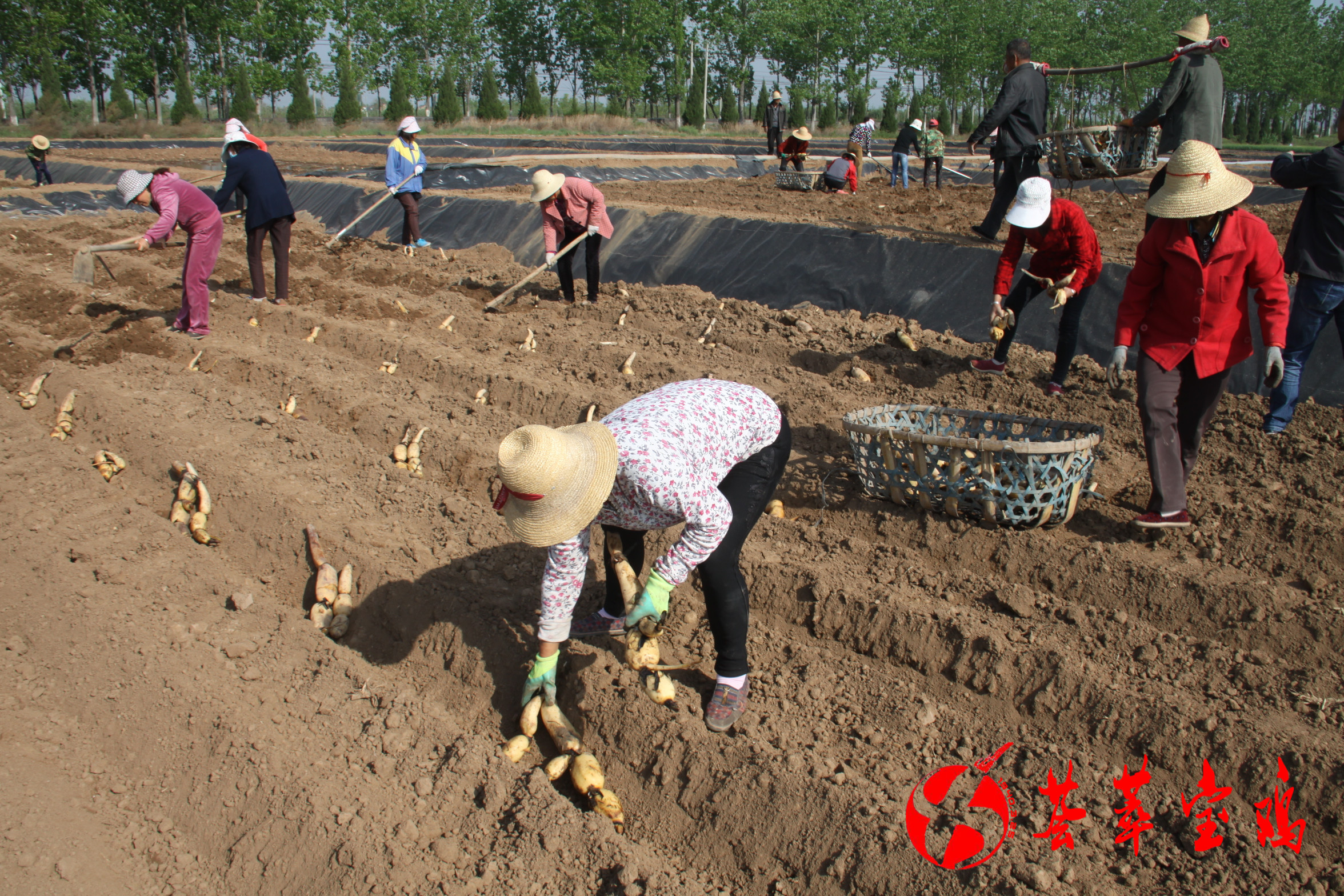 凤翔:旱地种莲藕 产业出新招