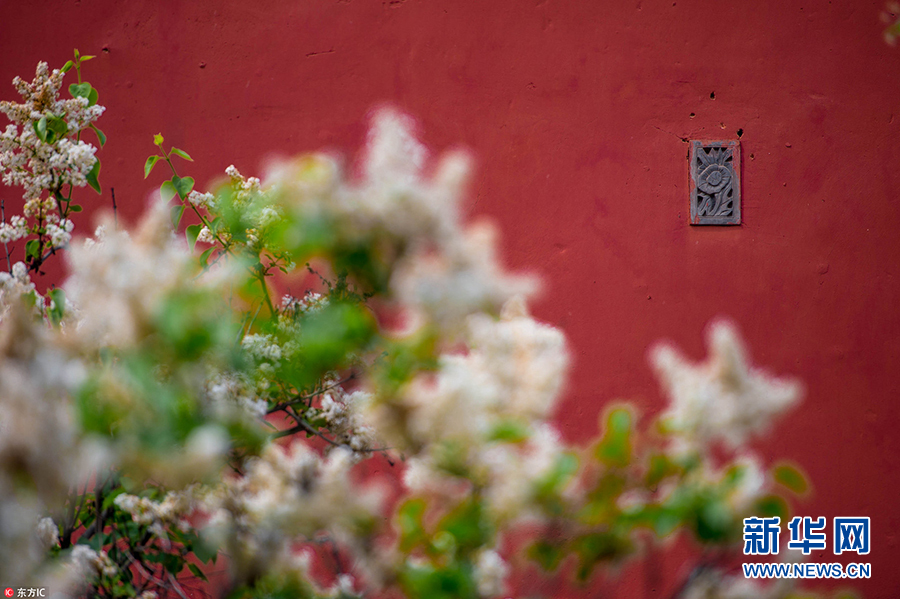 故宫4月 花季 秒变御花园红墙花影韵味十足